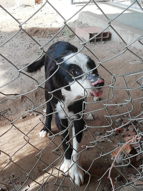 NATY - 6 MESES - ESTERILIZADA