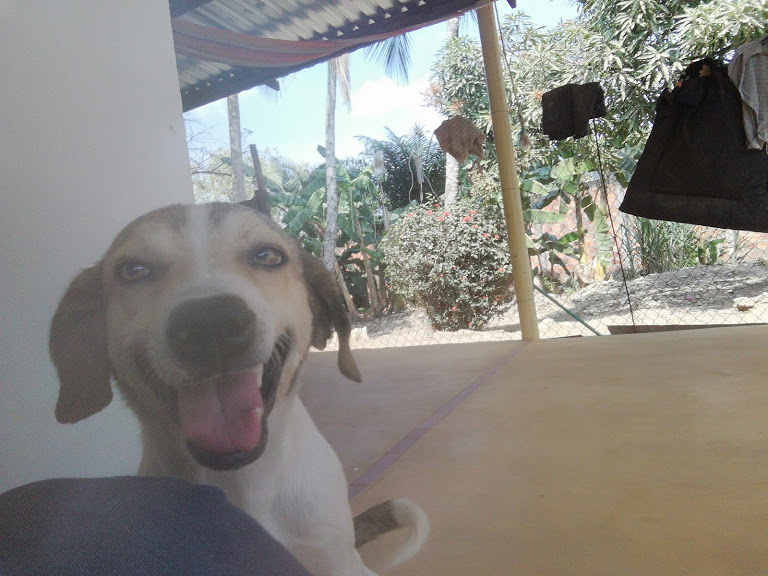 LUCAS - 1 1/2 AÑOS - CASTRADO